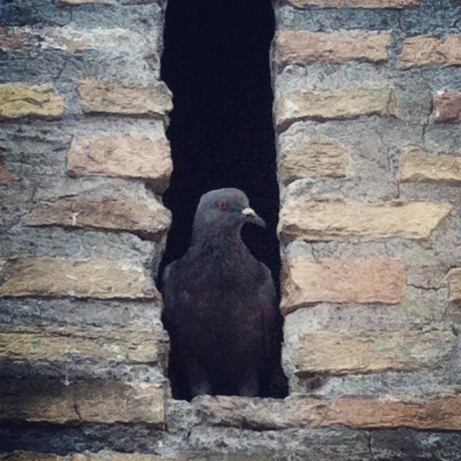 Vatican Pigeon 